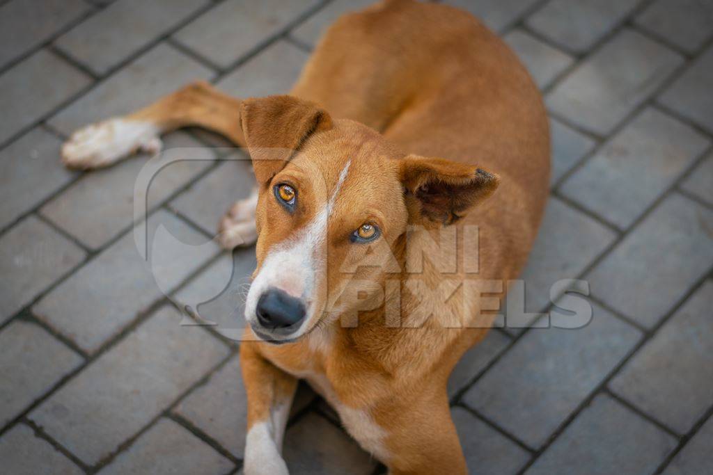 Brown Indian street or stray dog lying on the ground looking up at camera in an urban city in Maharashtra in India