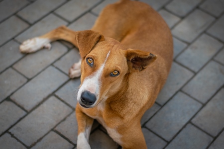 Brown Indian street or stray dog lying on the ground looking up at camera in an urban city in Maharashtra in India