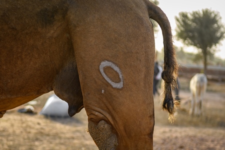 Indian camel with brand on leg at Nagaur Cattle Fair, Nagaur, Rajasthan, India, 2022