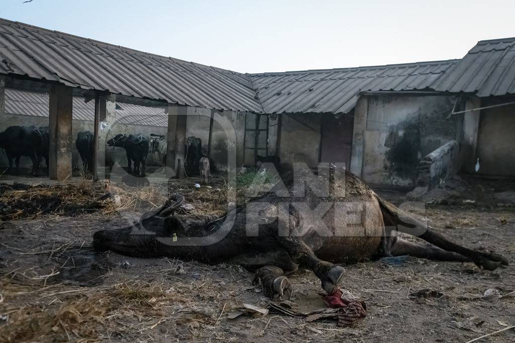 Dead farmed Indian buffalo on an urban dairy farm or tabela, Aarey milk colony, Mumbai, India, 2023