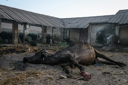 Dead farmed Indian buffalo on an urban dairy farm or tabela, Aarey milk colony, Mumbai, India, 2023