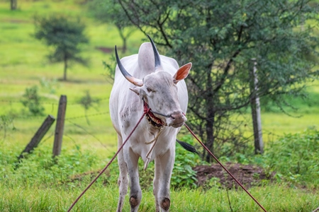 Working bullock tied up with nose ropes in green field likely Khillari breed of cattle