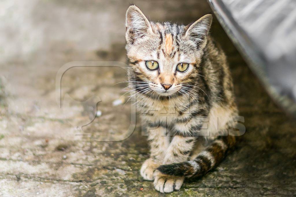 Small cute stray tabby kitten on street in Mumbai