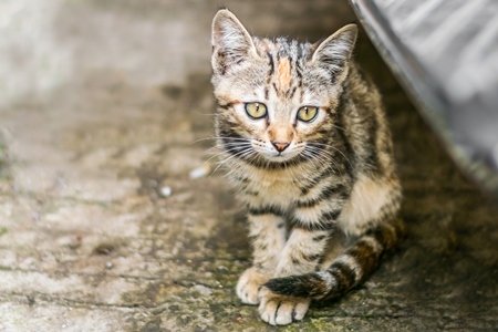 Small cute stray tabby kitten on street in Mumbai