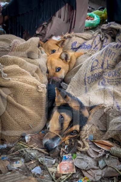 Dogs tied up in sacks waiting to be butchered and sold as meat at a dog market