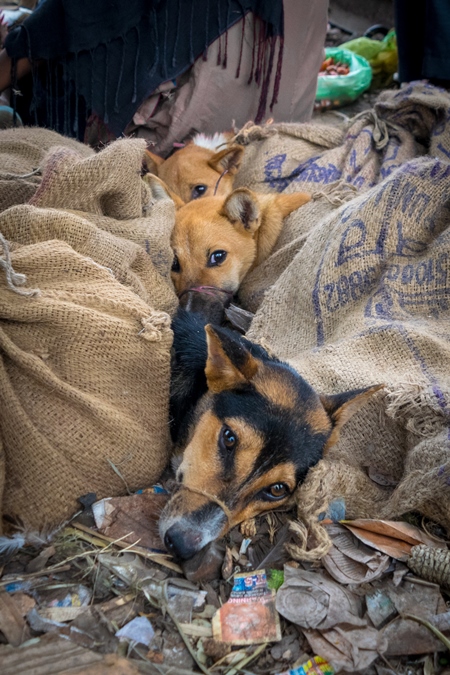 Dogs tied up in sacks waiting to be butchered and sold as meat at a dog market