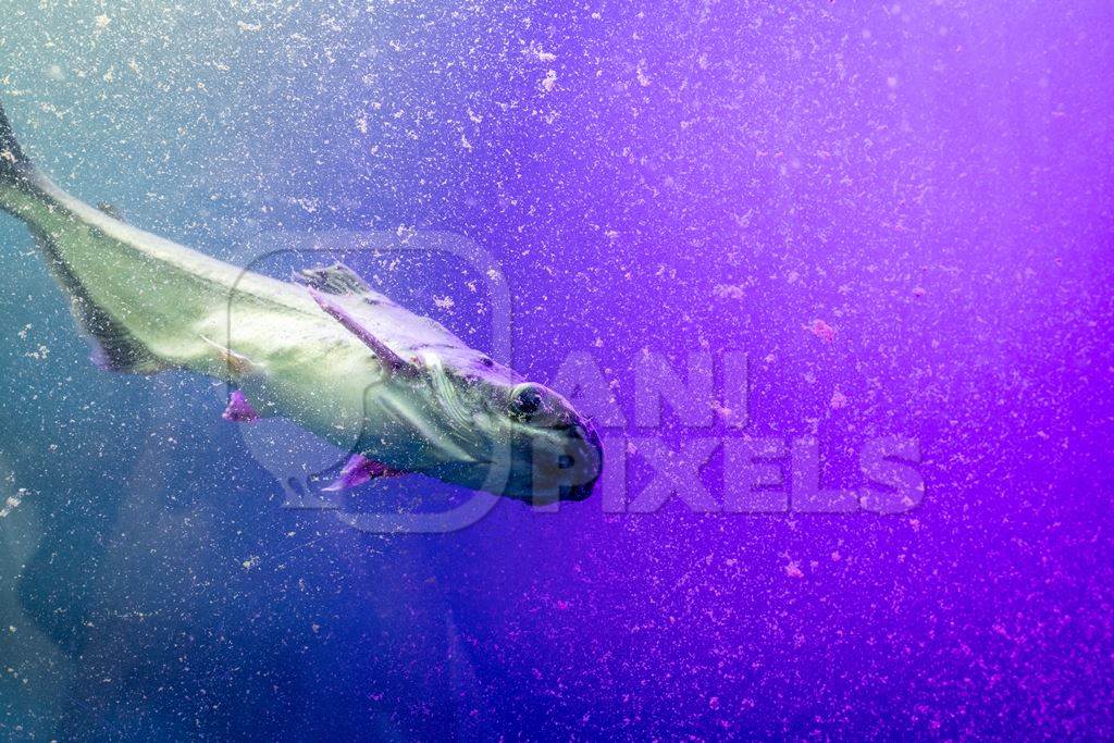 Fish swimming in a very dirty tank at an underwater fish tunnel expo aquarium in Pune, Maharashtra, India, 2024