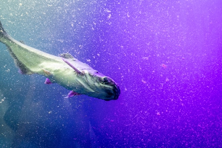 Fish swimming in a very dirty tank at an underwater fish tunnel expo aquarium in Pune, Maharashtra, India, 2024