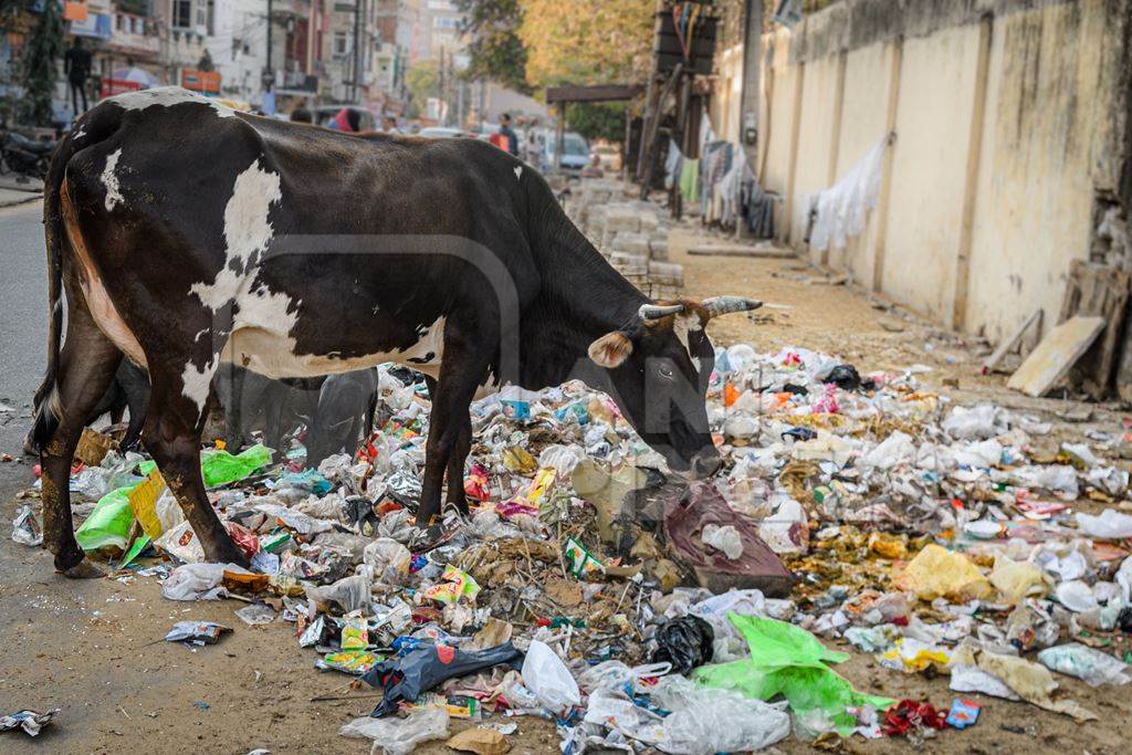Indian street cows scavenging for food in piles of garbage and waste in a street in Jaipur, India, 2022