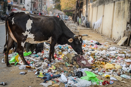 Indian street cows scavenging for food in piles of garbage and waste in a street in Jaipur, India, 2022