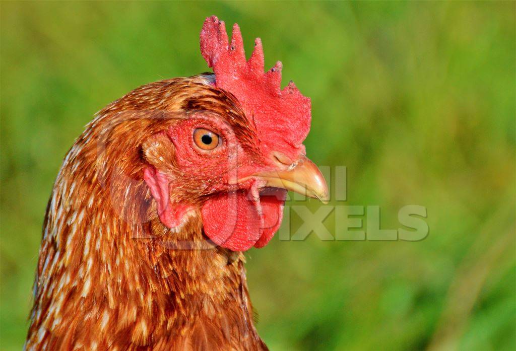 Head of red chicken in a green field