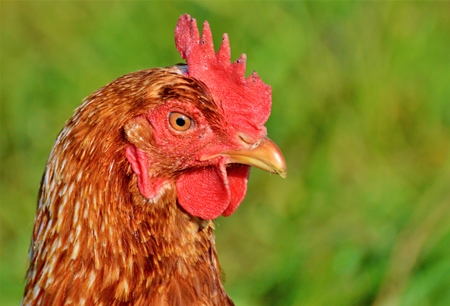 Head of red chicken in a green field