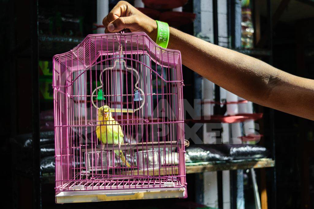 Man holding yellow and green cockatiel or budgerigar birds in pink cage  on sale at Crawford pet market