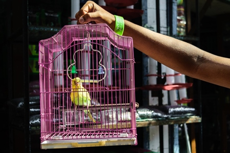 Man holding yellow and green cockatiel or budgerigar birds in pink cage  on sale at Crawford pet market