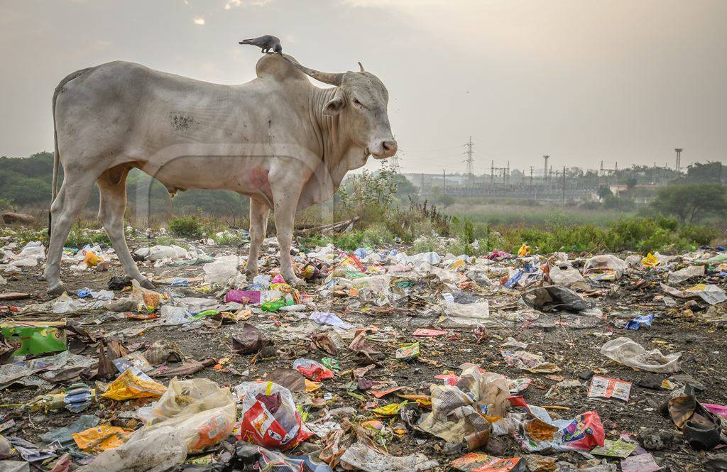 Indian street cow or bullock eating from garbage dump with plastic pollution in urban city of Maharashtra, India, 2021