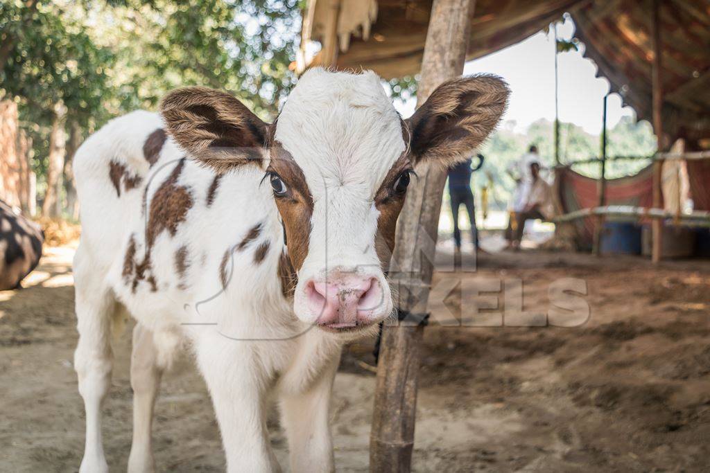 Small dairy calf tied up at Sonepur cattle fair in Bihar