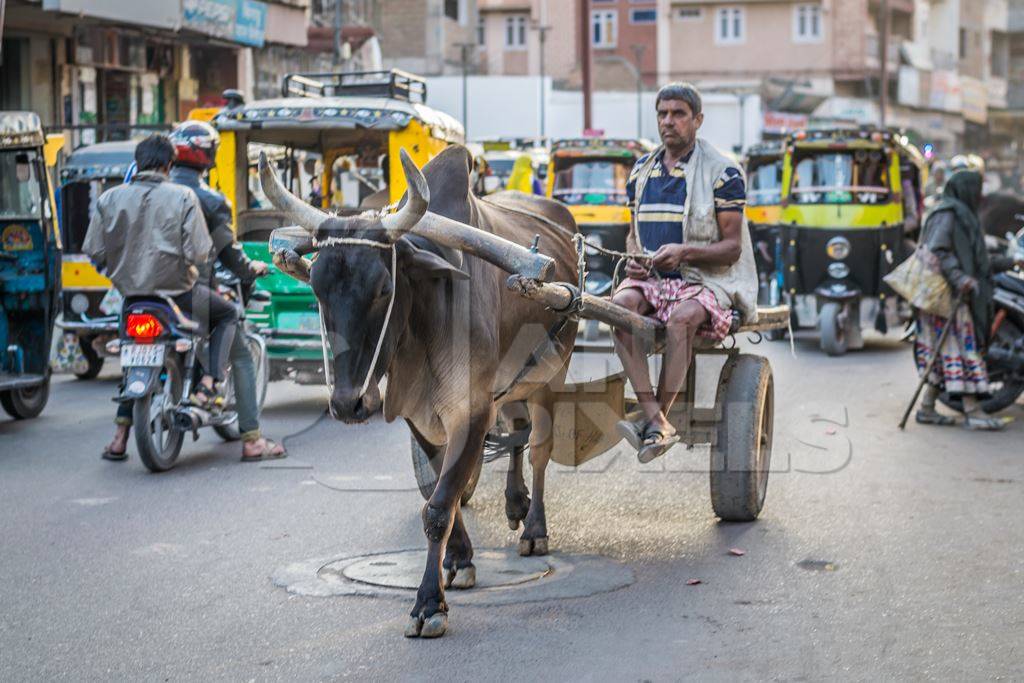 Brown working bullock pulling carton city road in Bikaner