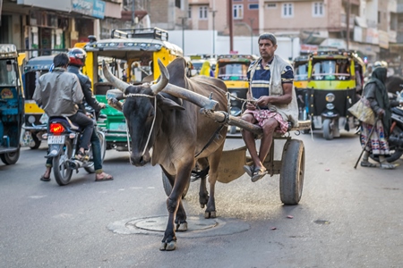 Brown working bullock pulling carton city road in Bikaner