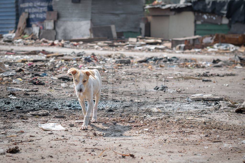 Indian street or stray white puppy dog in a slum area in an urban city in Maharashtra in India