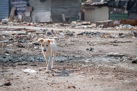 Indian street or stray white puppy dog in a slum area in an urban city in Maharashtra in India