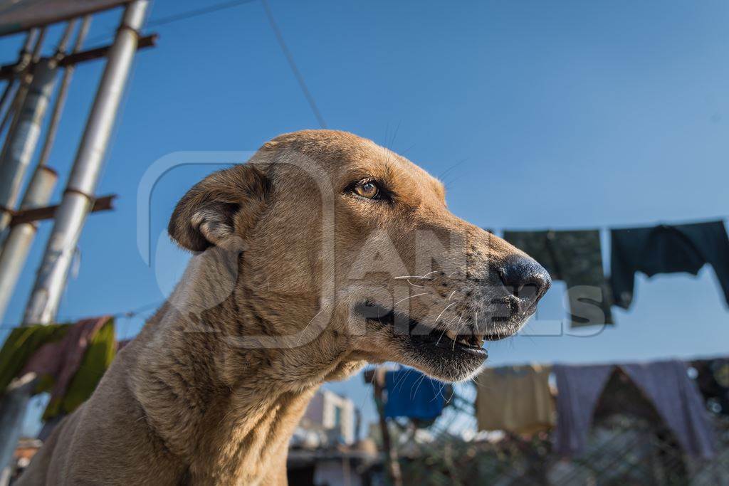 Indian street dog or stray pariah dog face with blue sky, Ghazipur, Delhi, India, 2022