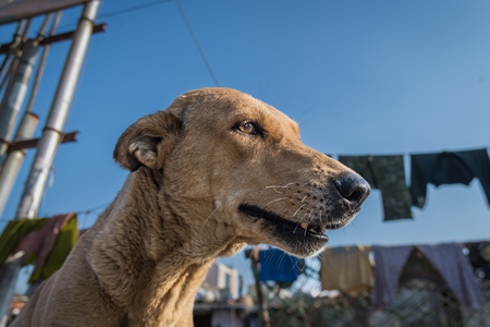 Indian street dog or stray pariah dog face with blue sky, Ghazipur, Delhi, India, 2022