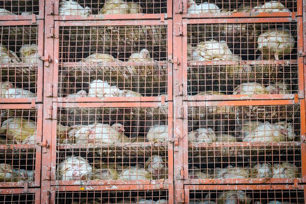 Many Indian broiler chickens in cages on large transport trucks at Ghazipur murga mandi, Ghazipur, Delhi, India, 2022