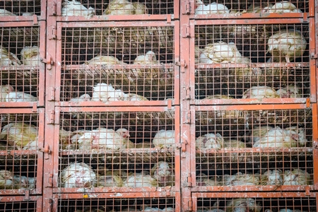 Many Indian broiler chickens in cages on large transport trucks at Ghazipur murga mandi, Ghazipur, Delhi, India, 2022