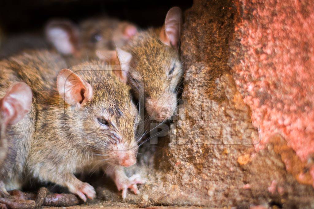Urban rats in Karni Mata rat temple in Bikaner in India
