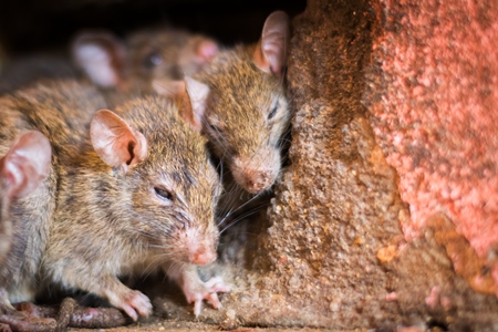 Urban rats in Karni Mata rat temple in Bikaner in India