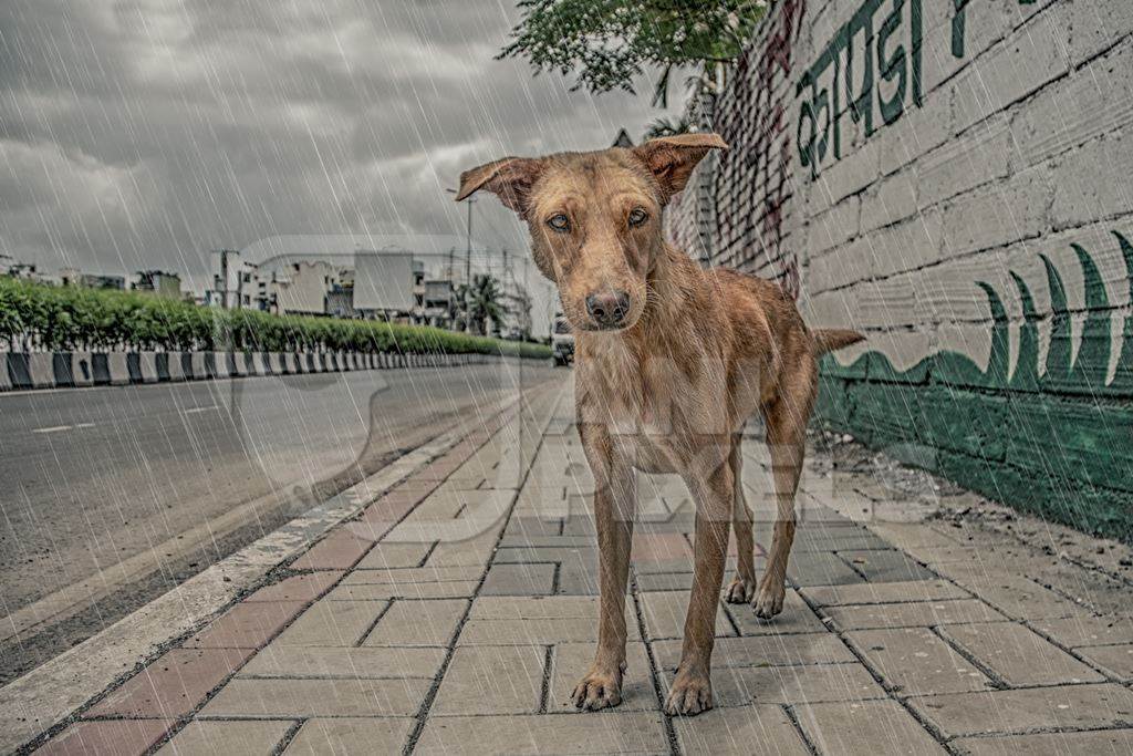 Ginger street dog looking at the camera in the monsoon rains