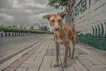 Ginger street dog looking at the camera in the monsoon rains