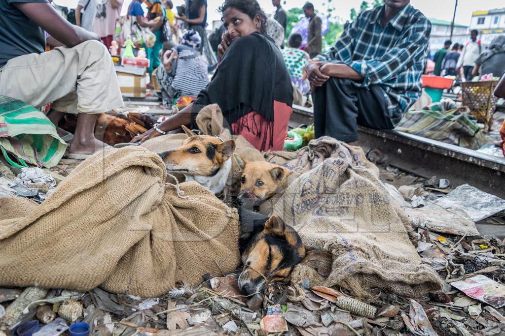 Dogs in sacks with their mouths tied at a dog meat market by the railway tracks