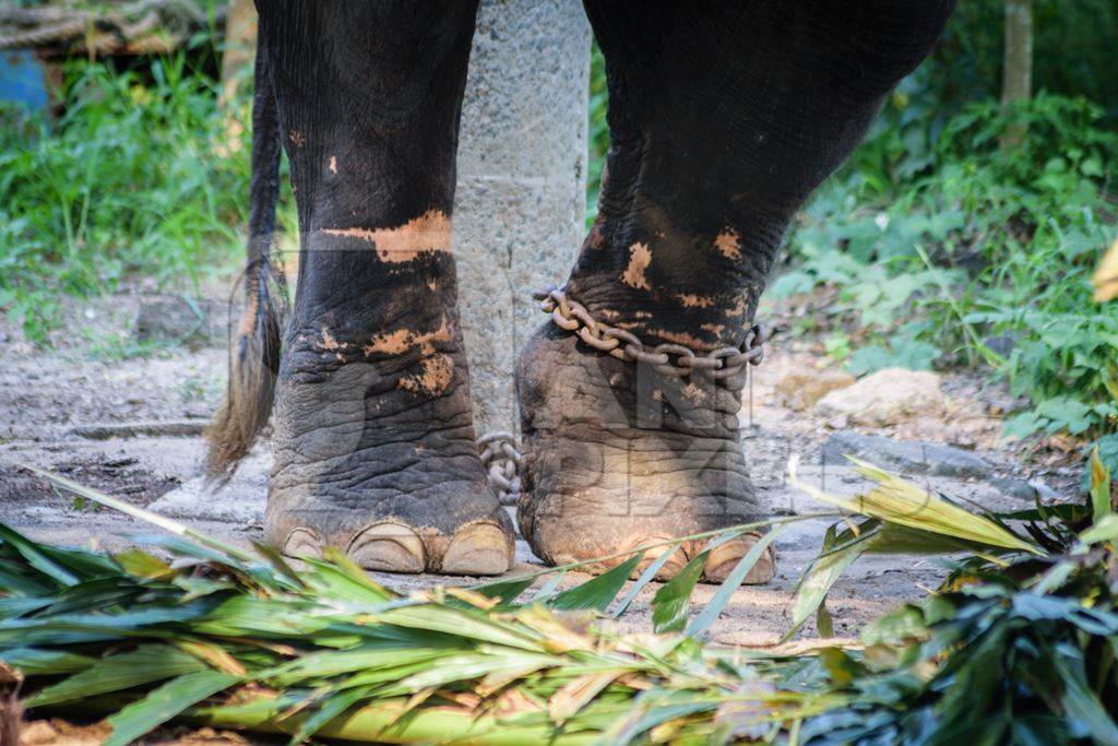 Scars seen on legs of elephant kept chained at Guruvayur elephant camp, used for temples and religious festivals in Kerala