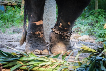 Scars seen on legs of elephant kept chained at Guruvayur elephant camp, used for temples and religious festivals in Kerala