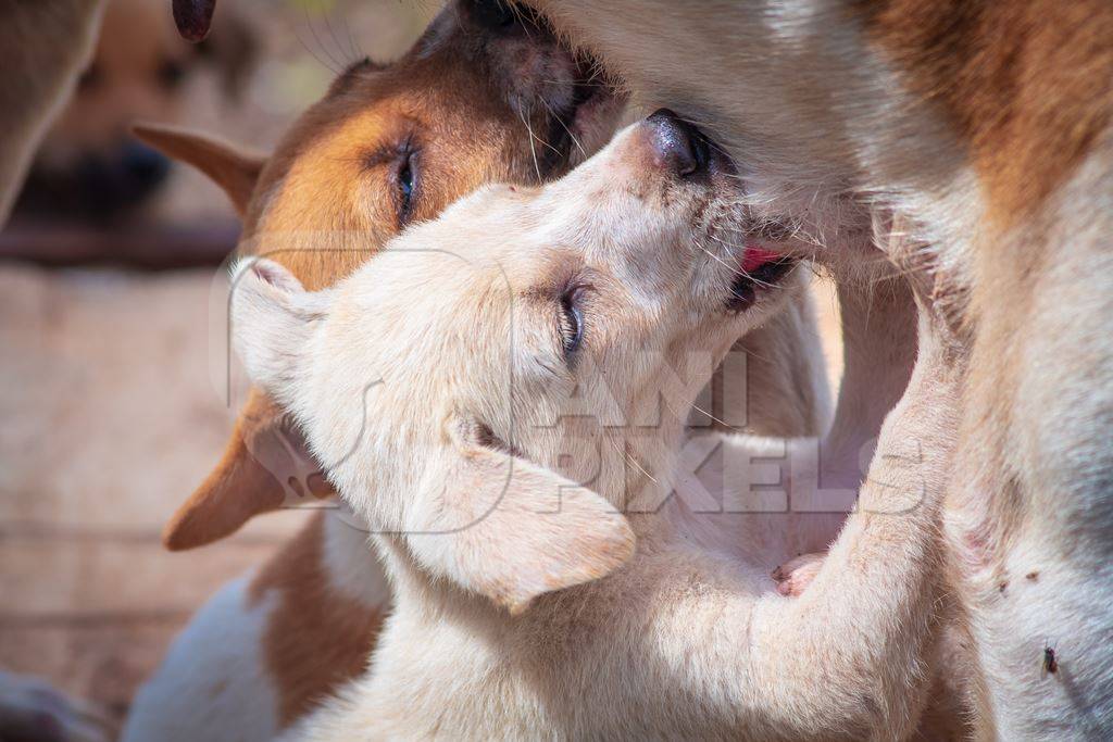 Small cute Indian street or stray dog puppies suckling from the mother, in Maharashtra in India