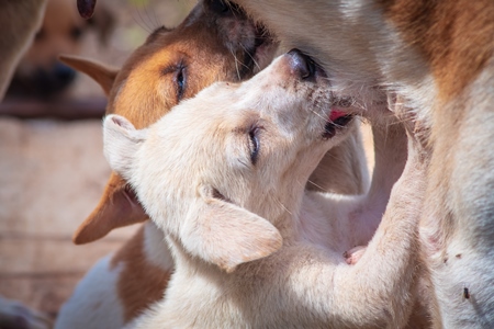 Small cute Indian street or stray dog puppies suckling from the mother, in Maharashtra in India