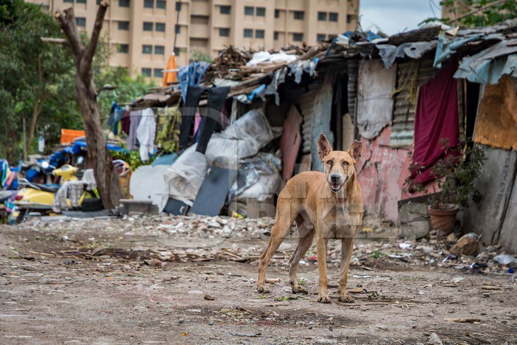 Territorial street dog defending slum in urban city with notched ear indicating steriisation operation