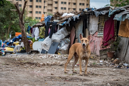 Territorial street dog defending slum in urban city with notched ear indicating steriisation operation