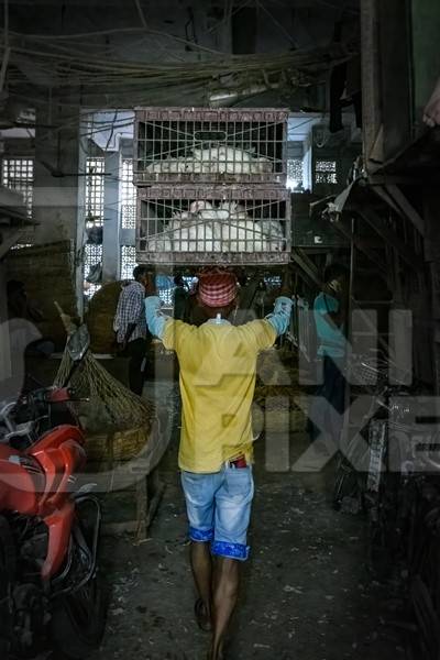 Worker carrying crate of Indian broiler chickens at the chicken meat market inside New Market, Kolkata, India, 2022