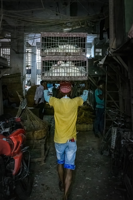 Worker carrying crate of Indian broiler chickens at the chicken meat market inside New Market, Kolkata, India, 2022