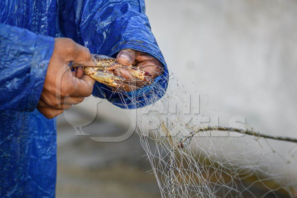 Man removing Indian crab caught in fishing net on beach in Goa, India, 2022
