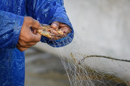 Man removing Indian crab caught in fishing net on beach in Goa, India, 2022