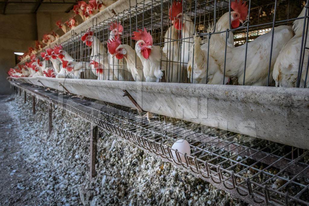An egg sits on a wire rack underneath Indian chickens or layer hens in battery cages on an egg farm on the outskirts of Ajmer, Rajasthan, India, 2022