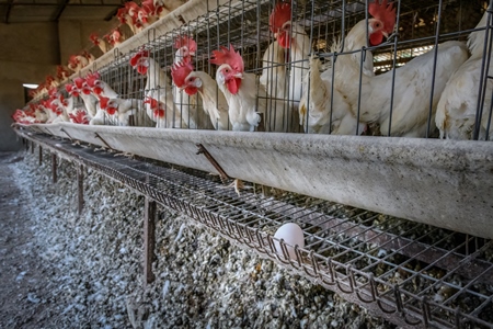 An egg sits on a wire rack underneath Indian chickens or layer hens in battery cages on an egg farm on the outskirts of Ajmer, Rajasthan, India, 2022