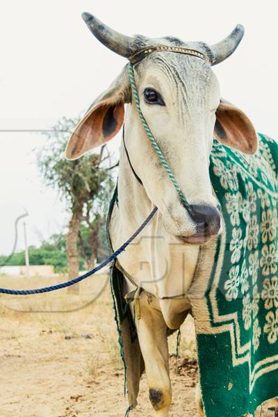 White bullock with nose rope and green blanket at Nagaur cattle fair