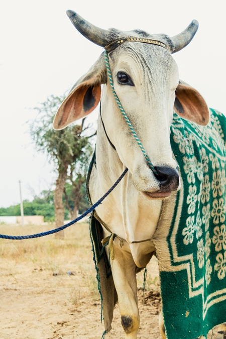 White bullock with nose rope and green blanket at Nagaur cattle fair in Rajasthan, India, 2017