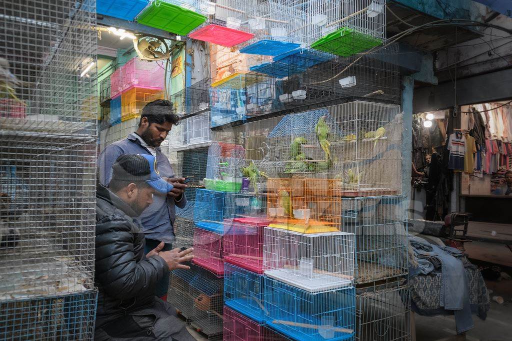 Indian parakeets in cages on sale illegally as pets at Kabootar market in Delhi, India, 2022, in contravention of the Wildlife Protection Act, 1972