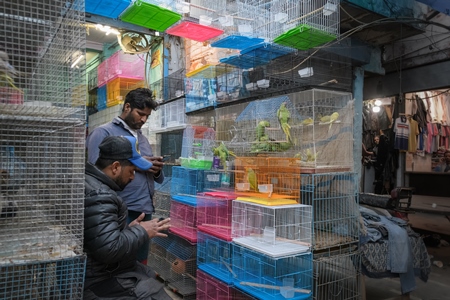 Indian parakeets in cages on sale illegally as pets at Kabootar market in Delhi, India, 2022, in contravention of the Wildlife Protection Act, 1972