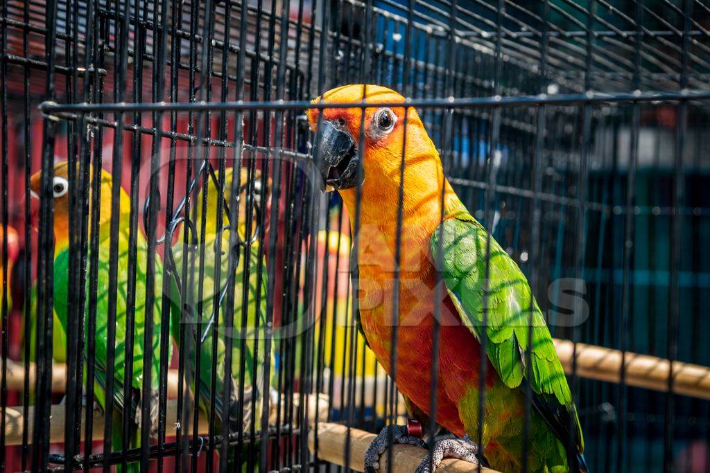 Caged colourful Sun Conures or Sun parakeets on sale as pets at Sonepur mela in Bihar, India